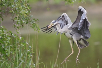 Heron with an eel at Spinnies Aberogwen Nature Reserve