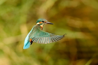 Kingfisher