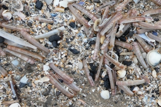 Razor shell accumulation - Picture I.Jane Rees