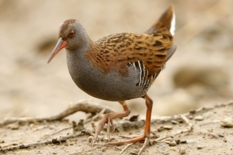 Water rail at Spinnies Aberogwen Nature Reserve