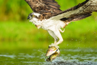 An osprey, a large bird of prey with white body and mottled brown wings, in flight. The osprey is just above the surface of a lake, holding a large fish in it's talons. There are small droplets of water suspended mid air falling from it's wings, and a small splash in the lake below.