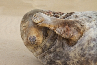 Grey seal