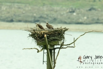 Ospreys on nest