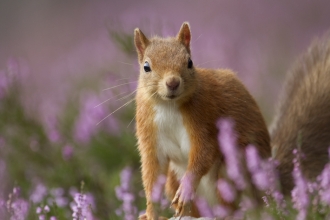 Red Squirrel: Peter Cairns 2020 Vision