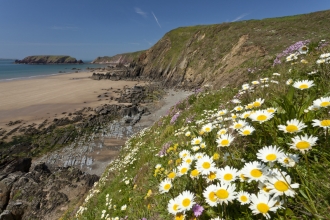 Daisies on a cliff overlooking the sea