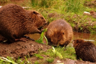 Beaver family - Jeremy Usher Smith