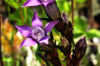 chiltern gentian