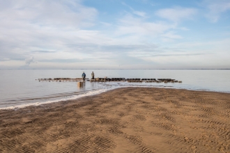 Native oysters bagged and on trestles in the Humber