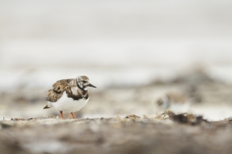 Turnstone