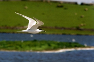 Sandwich tern - Ben Stammers