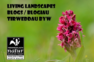 Living Landscapes Blogs / Blogiua Terweddau Byw