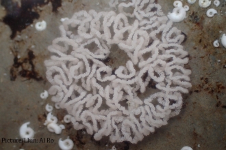 Aeolida filomena eggs - Allan Rowat
