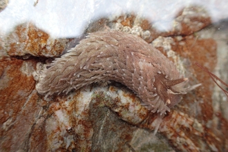 Grey sea slug