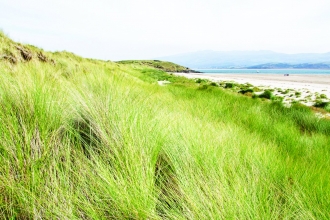 Morfa Bychan Nature Reserve