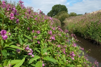 River bank completely covered in Himalayan balsam