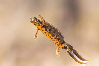 A great crested newt, an amphibian with dark brown slightly mottled skin, bright orange belly with brown spots, and tiny white dots on it's side, limbs and face. It has a long flat tail that appears to be in 3 parts horizontally, and a crest all the way along it's back looking almost like a very small jagged fin. This particular newt is floating in water with it's left side and belly facing the camera and left arm raised as though waving.