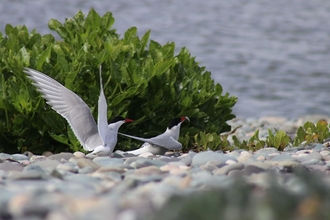 Arctic terns display together as part of courtship