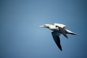 Gannet flying - Richard Shucksmith