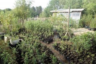 Aberduna Tree Nursery