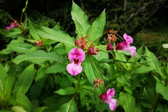 Himalayan balsam in flower