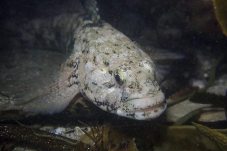 Giant goby