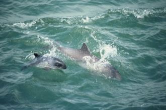 Harbour Porpoise and Calf_Richard Shucksmith