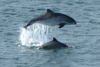 Porpoise pair