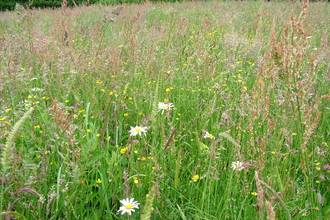 Meadow