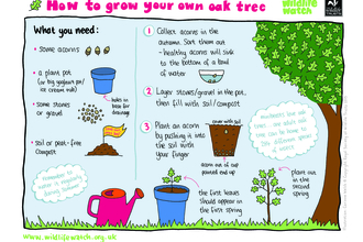 Grow an oak tree_Activity sheet