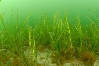 Seagrass © Paul Naylor