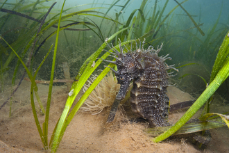 A female Spiny Seahorse shelters in a meadow of Common Eelgrass. Photographed in summer in Studland bay, Dorset.