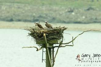 Osprey on the nest at Llyn brenig © Gary Jones