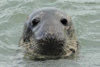 Seal Face