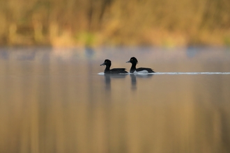 Two Tufted Ducks