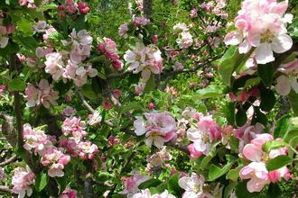 Crab Apple Tree