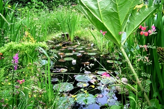 Pond with waterlilies