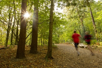 Runners in wood