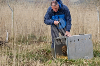 Beaver release at Cors Dyfi Nature Reserve by Iolo Williams