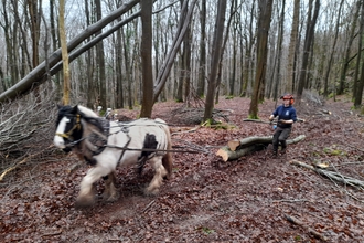 Horse logger