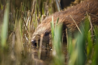 A close up shot of a beaver, a large semi aquatic rodent, with it's head just left of the centre of the picture, and facing left. Surrounded by reeds and grasses, it's lower half submerged in water, and it's tail end off screen. One eye is visible and appears to be looking directly at the camera.