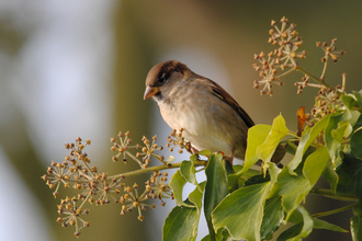 House sparrow © Amy Lewis