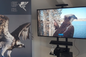 Osprey Camera at Brenig