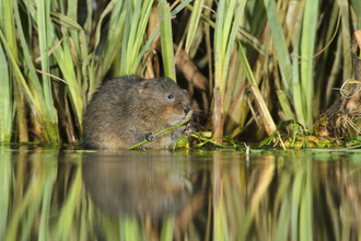 Water Vole Terry Whittaker2020VISION