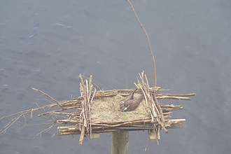 Osprey at Brenig