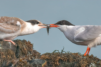 An arctic tern, a sea bird with bright red legs and beak, and a black cap on a white body, with grey wing feathers. It is stood on a seaweed covered rock, and passing a sand eel in it's beak, to a chick almost the same size as it, but without the distinct colouring of the adult.