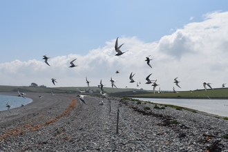 A group of terns, black and white seabirds, flying from the lagoon and their breeding islands on the right across the shingle ridge with a rope cordon, towards the sea on the left. Green hills and blue sky with large white clouds in the background.