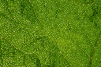 Dramatic veins on a Gunnera sp. leaf