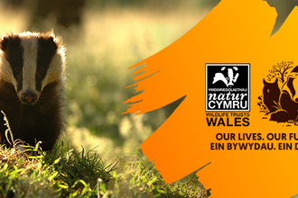 Left: a badger at dusk. Right: text reads 'Stand for nature Wales, Sefyll dros natur Cymru. Our lives, our futures, our planet. Ein bywydau, ein dyfodol, ein planed'. with badger logo and Wildlife trusts wales badger logo.