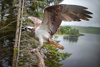 An Osprey, a large bird of prey with mainly white chest and white and brown mottled feathers, on a perch. Wings spread above it, and a tag reading KS8 on it's right leg. In the background some large trees, and a lake.