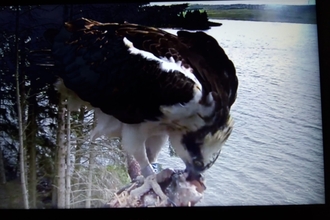 Osprey at Brenig